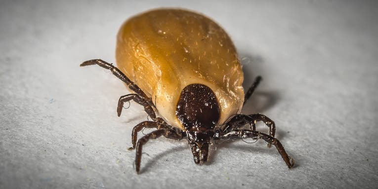 A novel drug to prevent Lyme disease is now being tested in humans