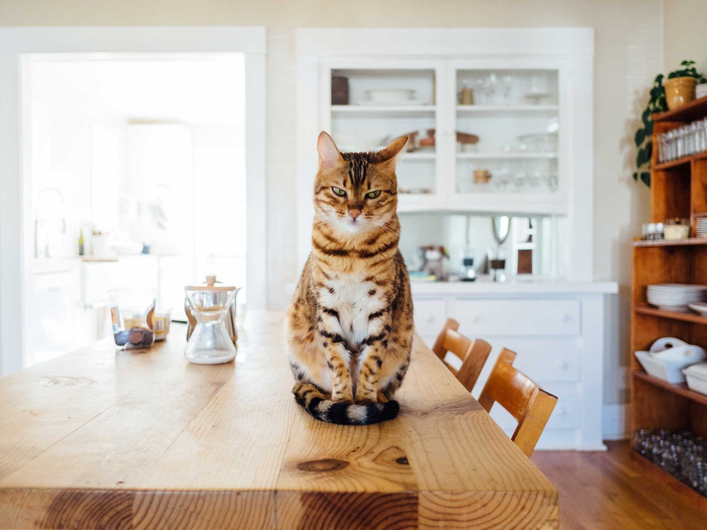 Orange cat sitting on a dining table