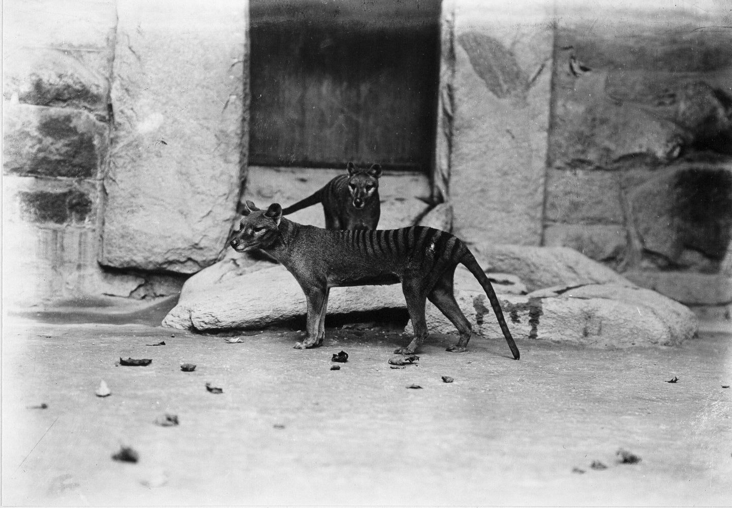 thylacines at national zoo