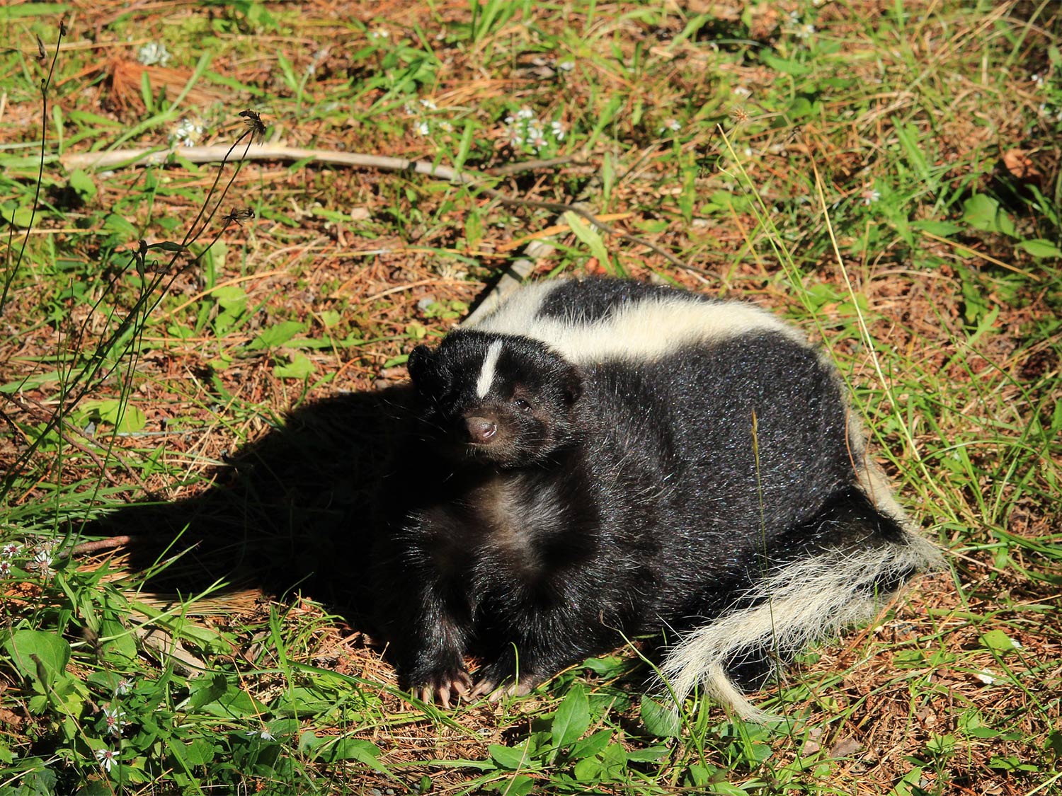 Watch a black bear take on a striped skunk in a surprising faceoff