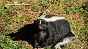 A skunk standing in the grass.