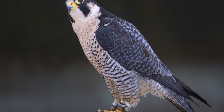 A peregrine falcon’s power to migrate may lie in its DNA