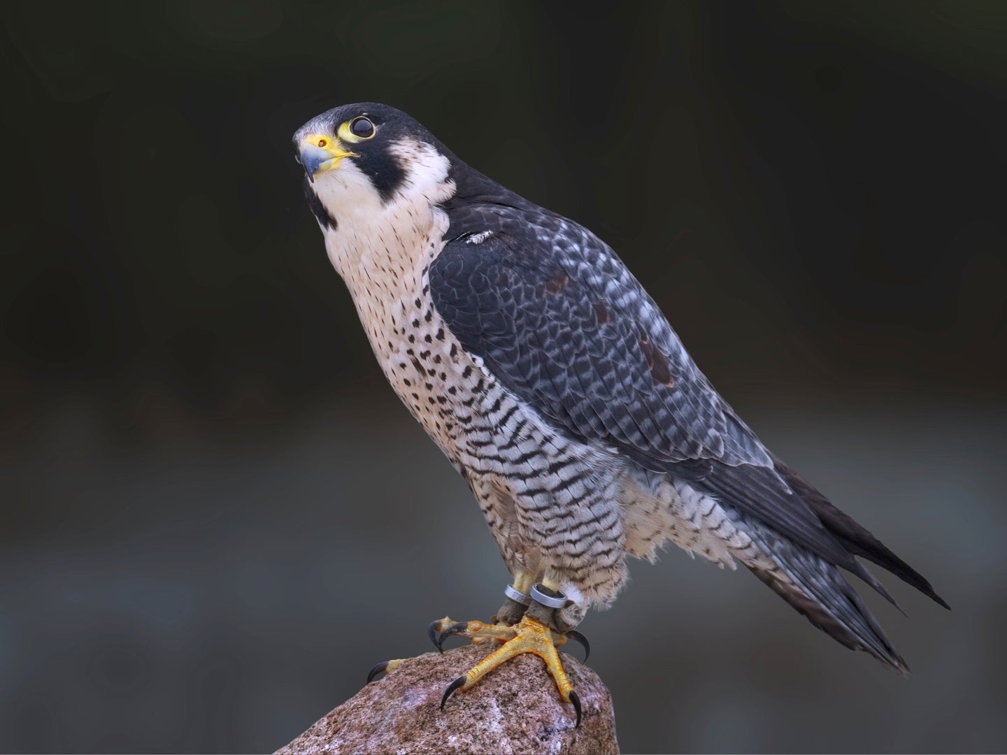 peregrine falcon perched on a rock