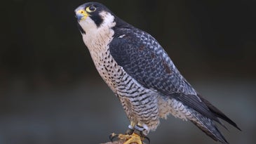 peregrine falcon perched on a rock