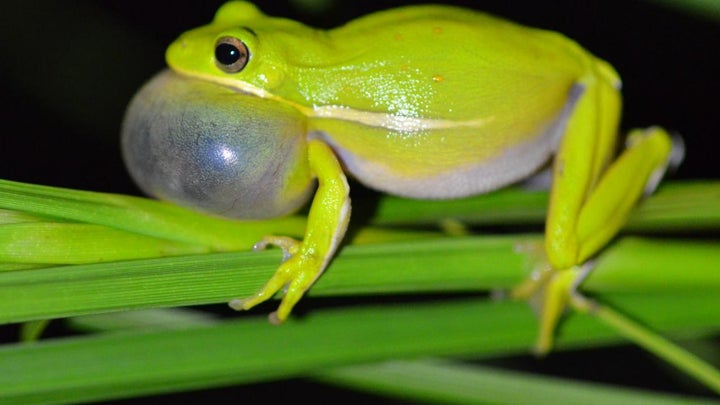 Treefrogs have noise-cancelling headphones built into their ears