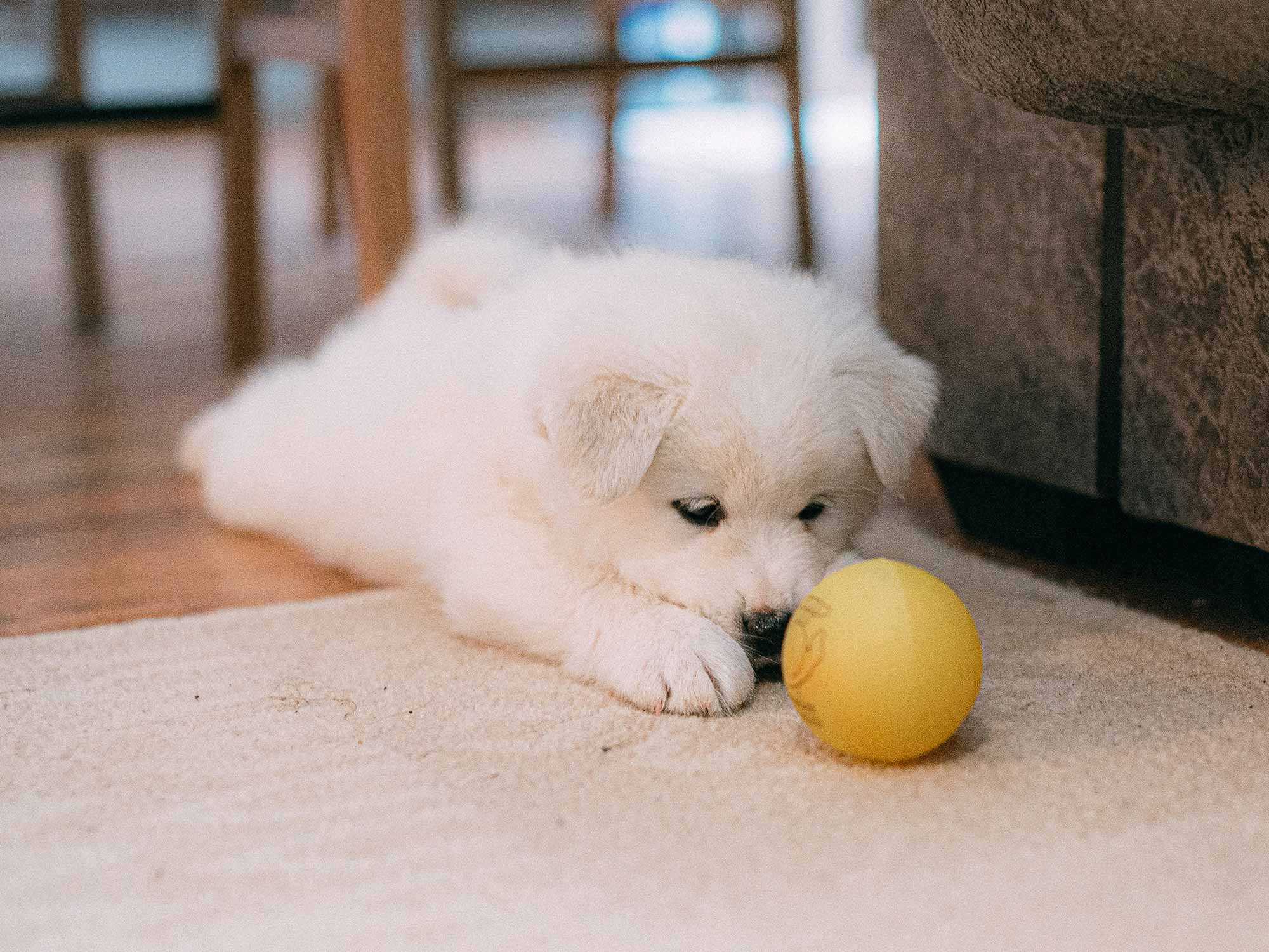 Fluffy white puppy with yellow ball
