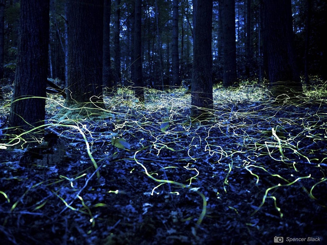 Male blue ghost fireflies in a forest in North Carolina