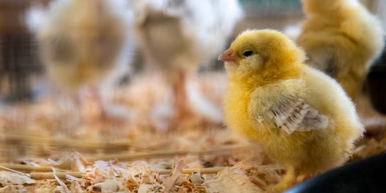 US egg producers could save billions of chicks a year. So why aren’t they?