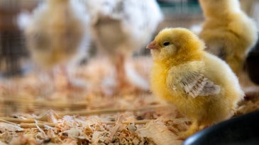 Chick sitting on woodchips in a wire pen