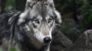 Close up detail of a grey wolf.