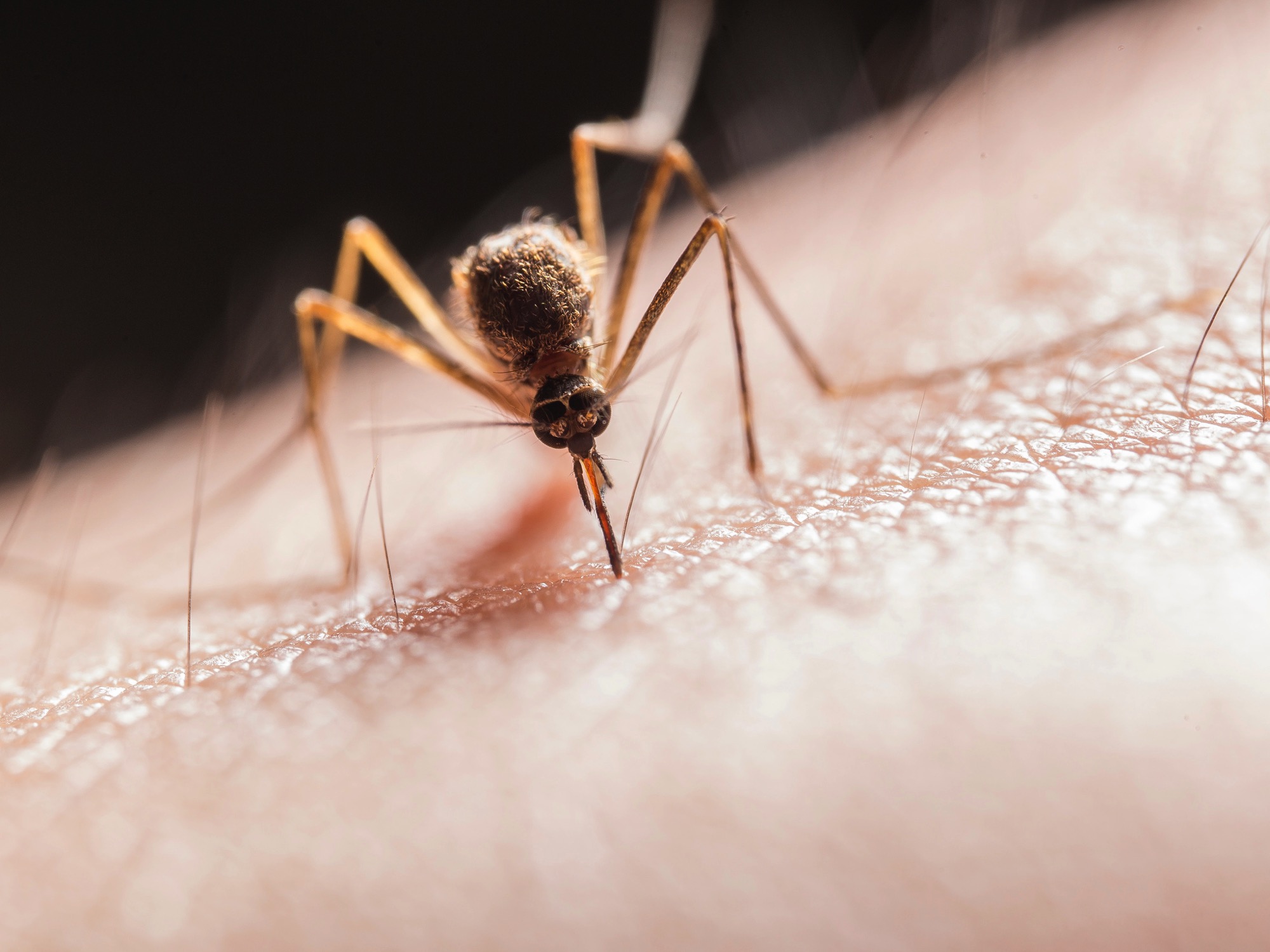 Catnip and grapefruit are ushering in a new era of insect repellants