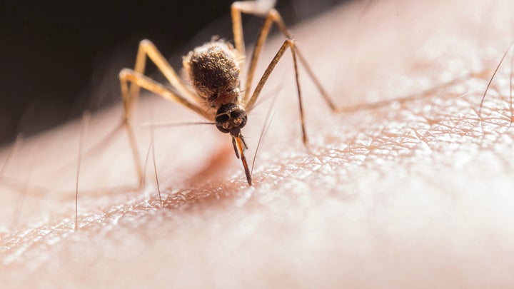 Catnip and grapefruit are ushering in a new era of insect repellants
