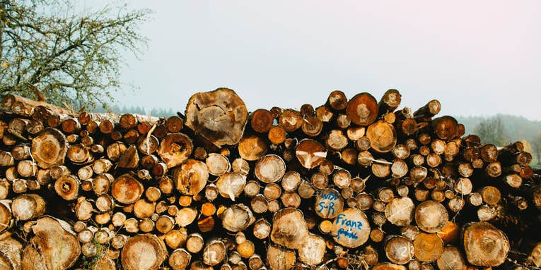 Burning wood pellets won’t help us fight climate change