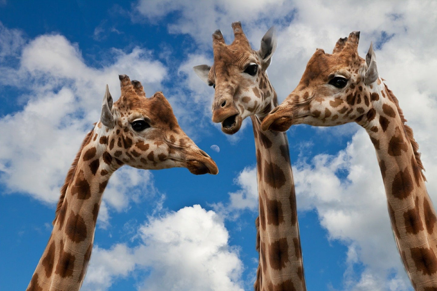 A trio of giraffes from the necks up against a cloudy sky backdrop.