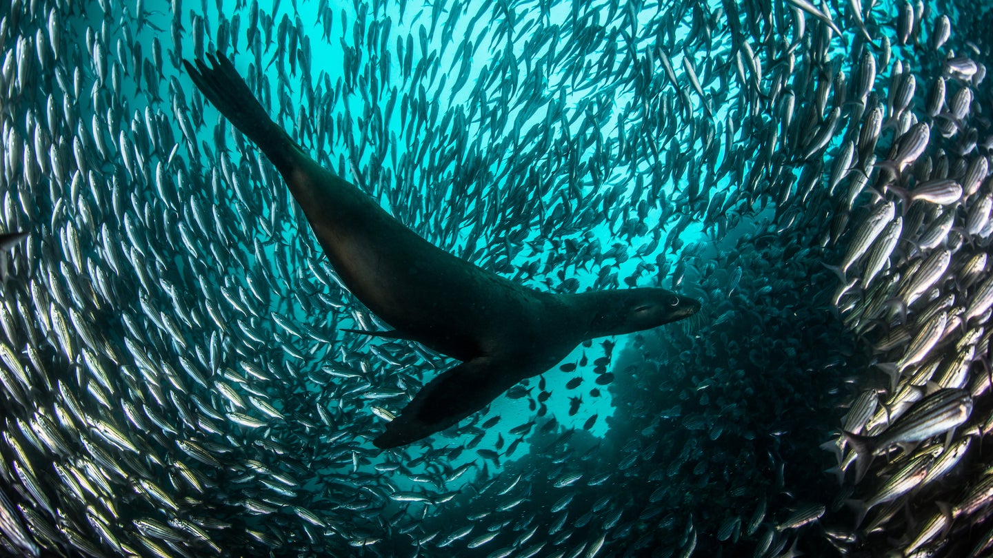 sea lion chasing a school of fish