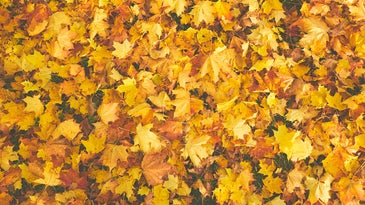 yellow and brown leaves