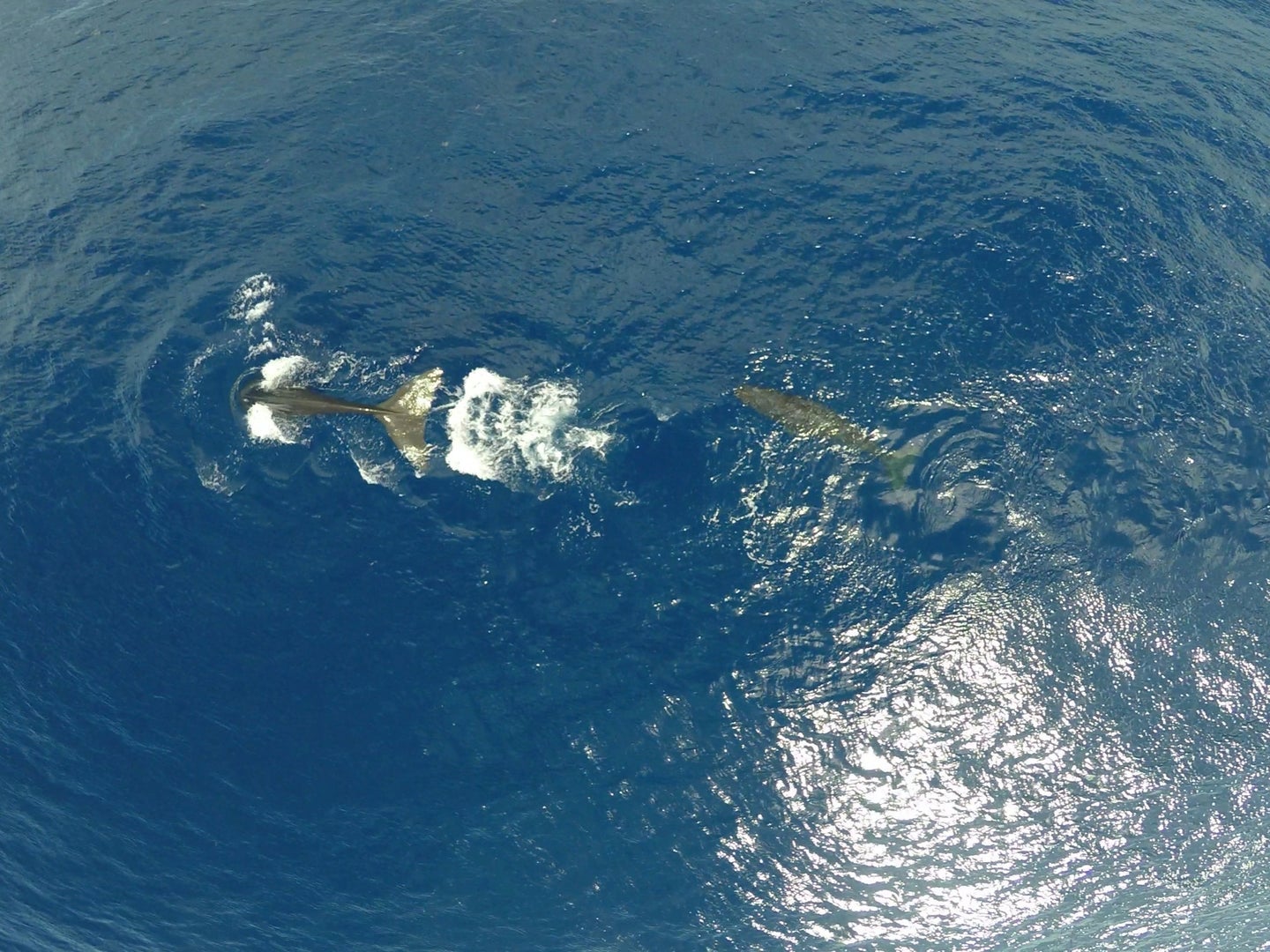 sperm whales seen from above