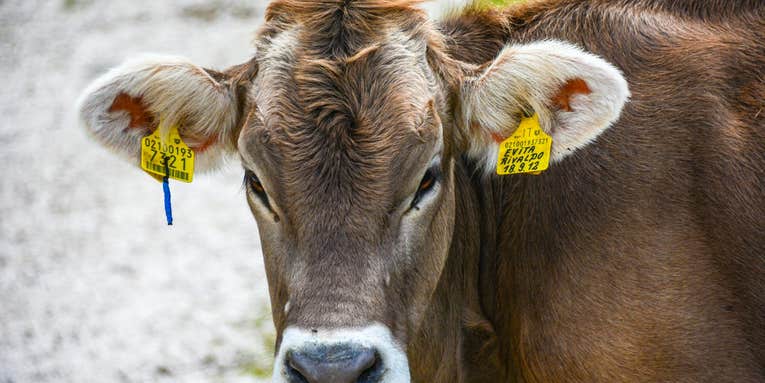 Putting cows on a seaweed diet helps curb their methane burps