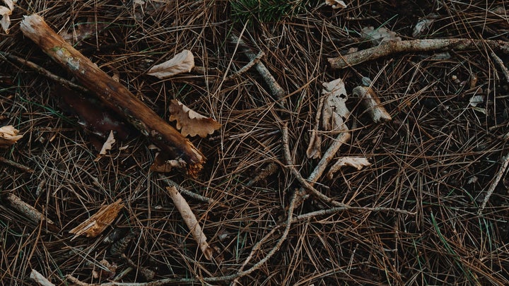 sticks and leaves on the ground
