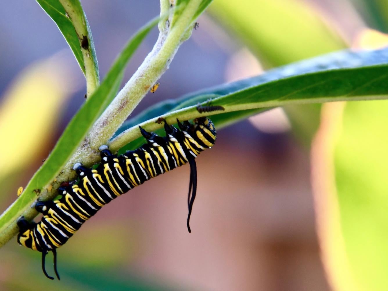 A monarch butterfly caterpillar.