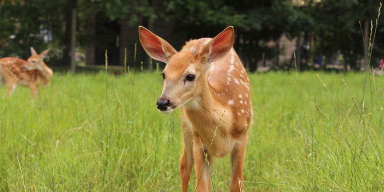 White-tailed deer test positive for COVID-19 in lab studies