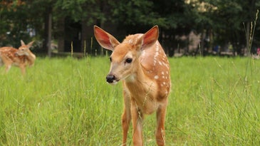 White-tailed deer fawn standing in grass