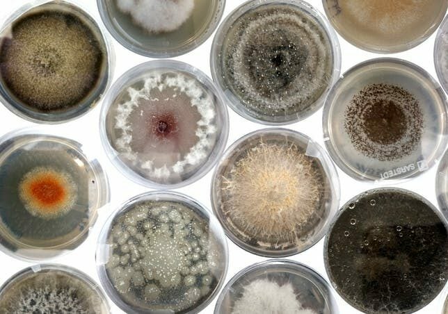 Fungi and seeds in petri dishes on a white background
