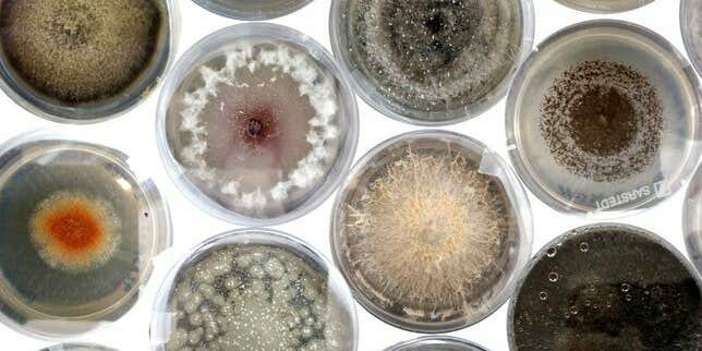 Seed banks are full of hidden fungi, and scientists love it