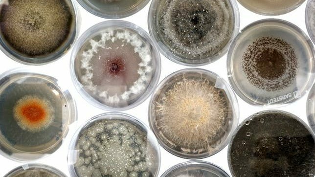 Seed banks are full of hidden fungi, and scientists love it
