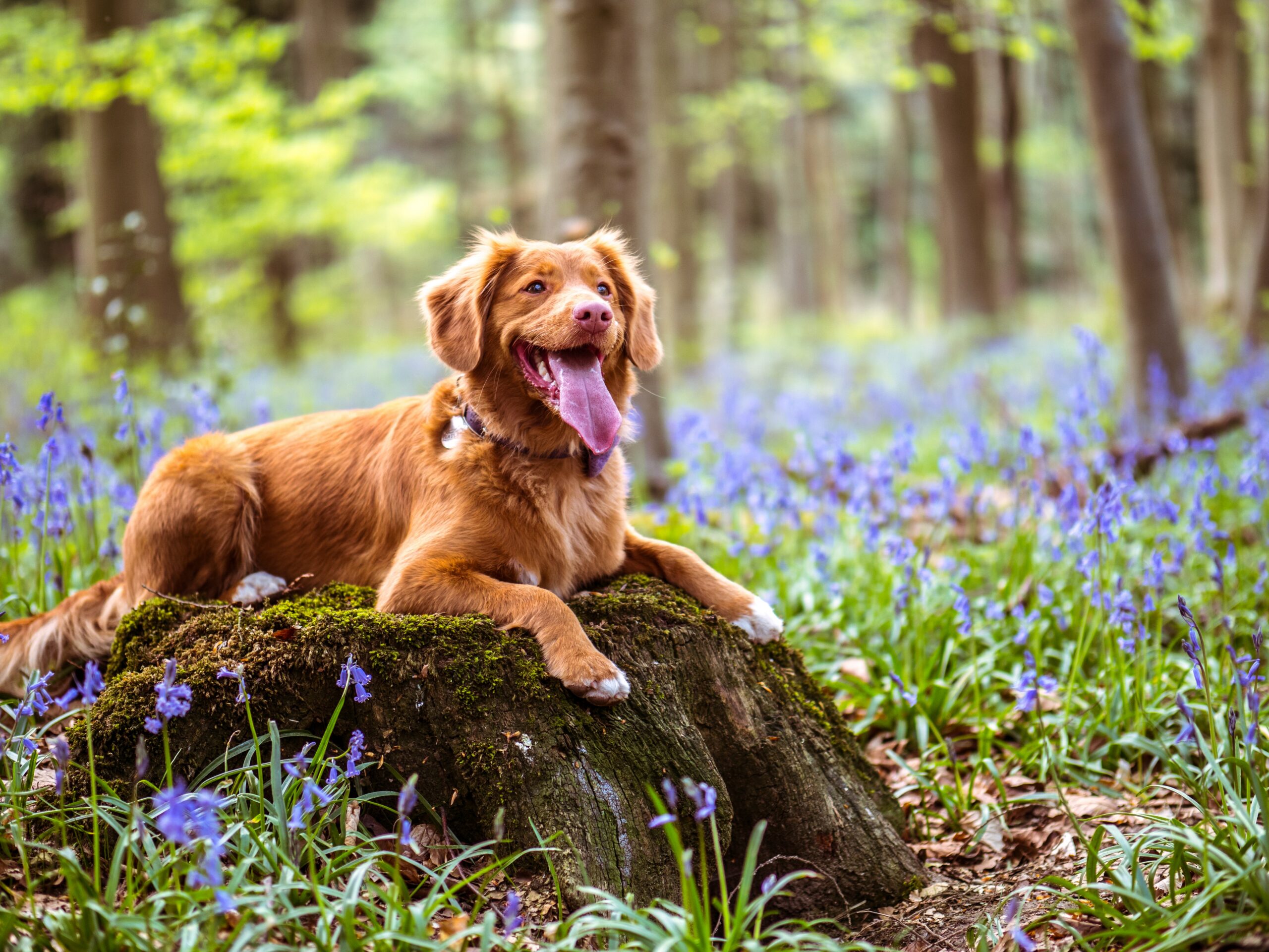 dog sitting on a log in a field of flowers
