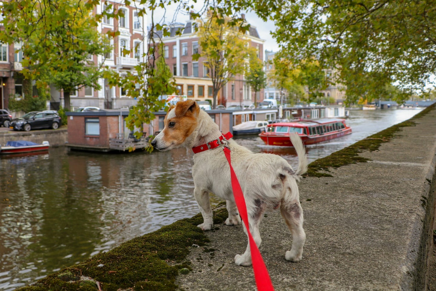 dog with a red lead on a riverbank