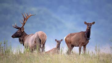 West Virginia’s native elk have finally come home