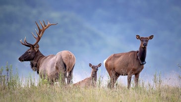 Elk bull, calf, and cow with radio tags against the West Virginia mountains