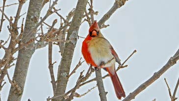 4 unexpected facts about the Northern cardinal, a bird you should know better