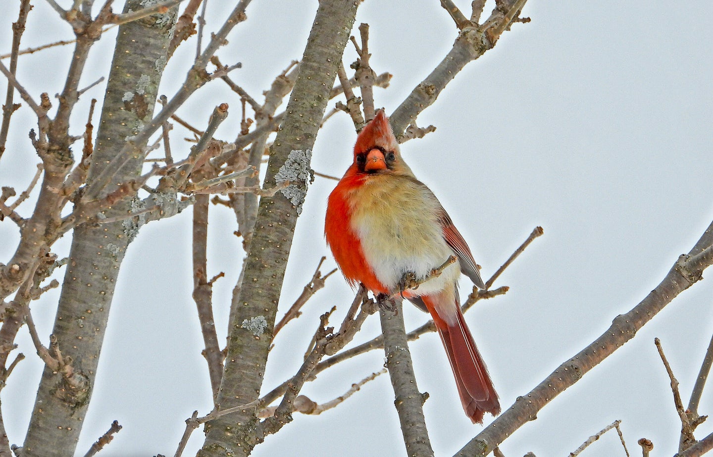 Northern cardinal bird with right side male red and left female tan in a bare tree