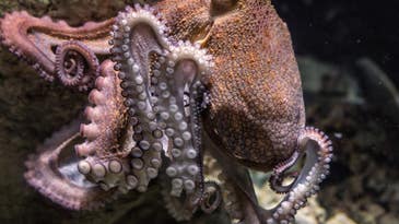 Octopus change color as they shift between sleep phases