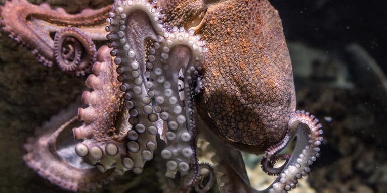 Octopus change color as they shift between sleep phases