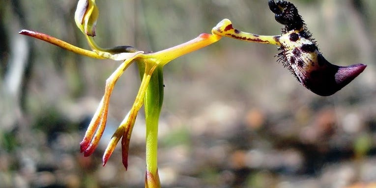 This incredibly rare orchid survives by making male beetles horny