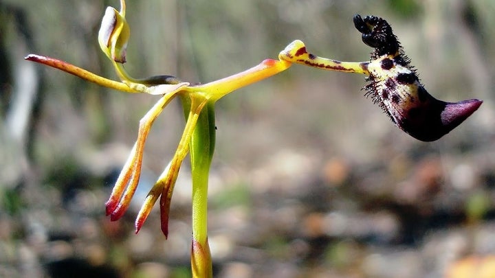 drakaea livida orchid being pollinated by a thynnine wasp
