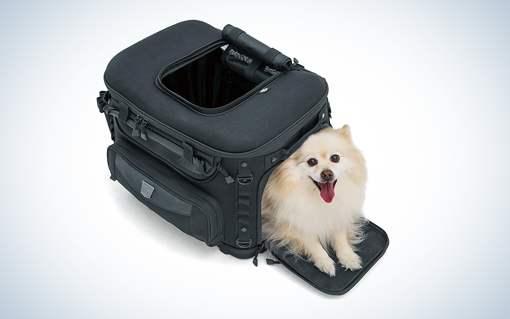 dog in a pet carrier