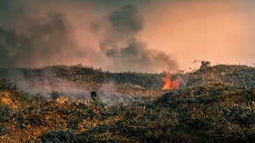 grassy area burning in a forest fire