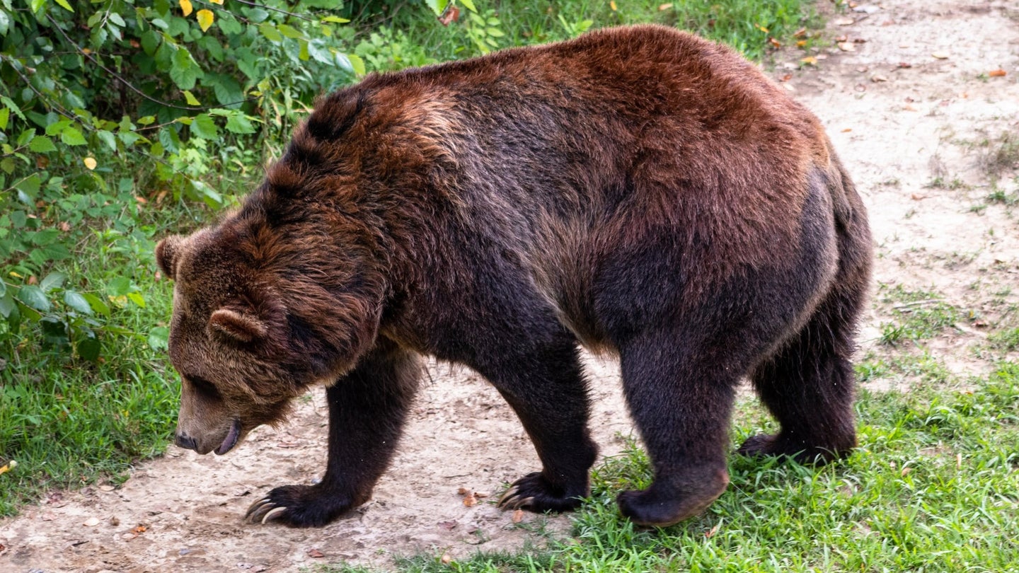 Brown bear walks on trail