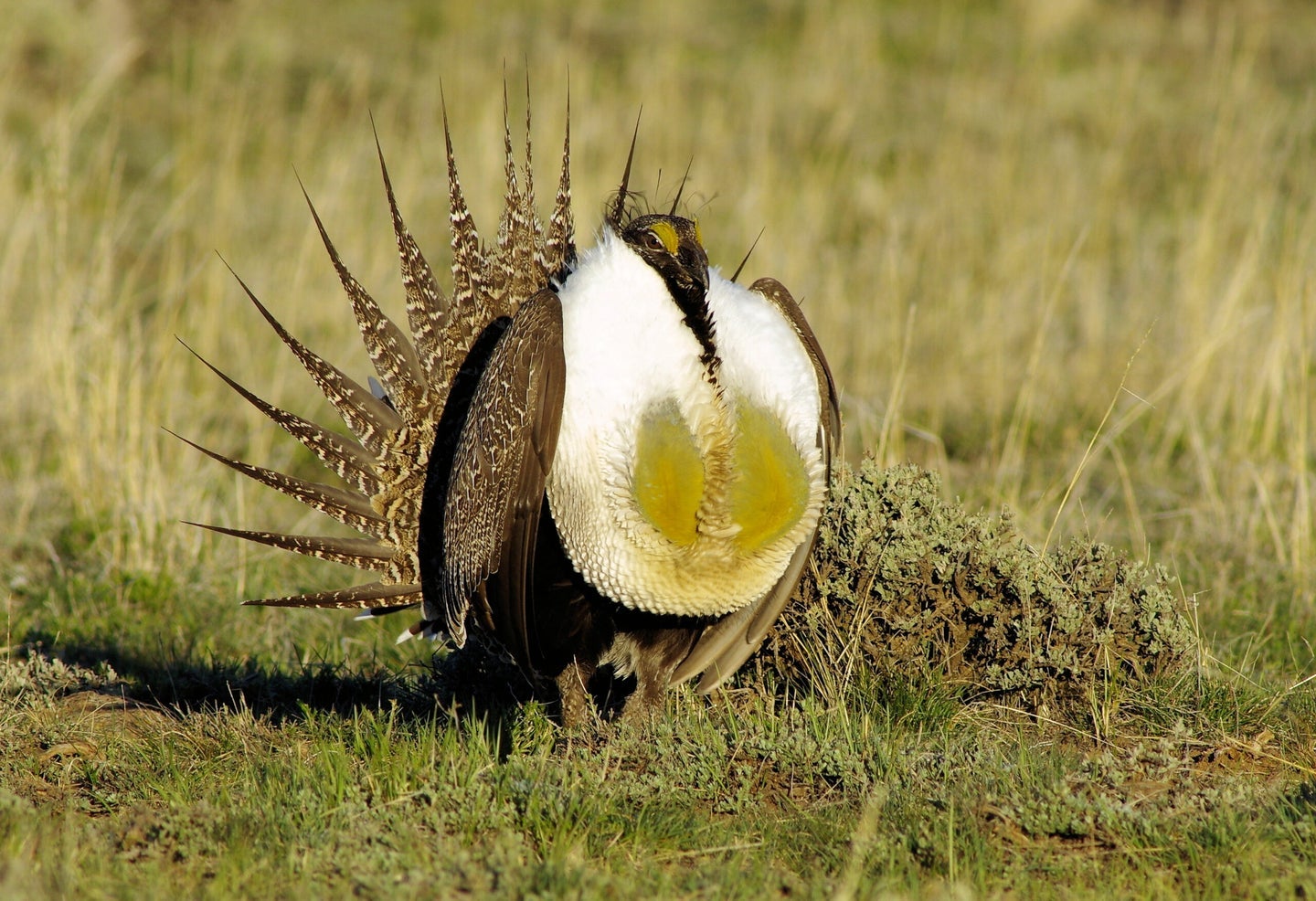 Male greater sage-grouse bird with air sacs on display in grassland habitat