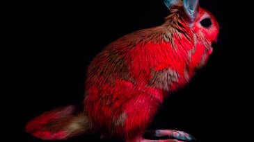 Nobody painted these glowing pink springhares—their Day-Glo is all natural