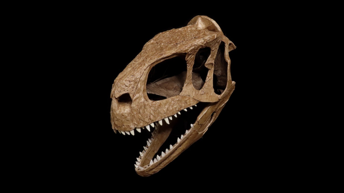 The fossilized skull of the newly discovered L. aliocranianus dinosaur.