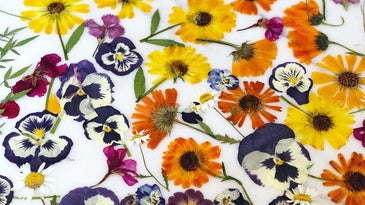 It's time to start adding edible flowers to your food