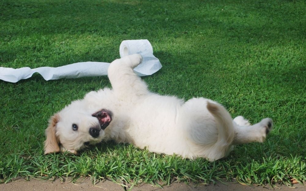 A happy white dog lying on the grass.