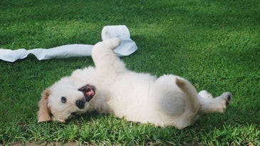 A happy white dog lying on the grass.