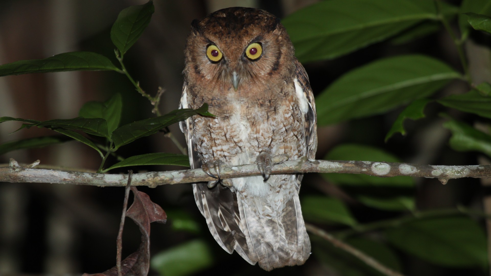 An Alagoas Brazilian screech owl