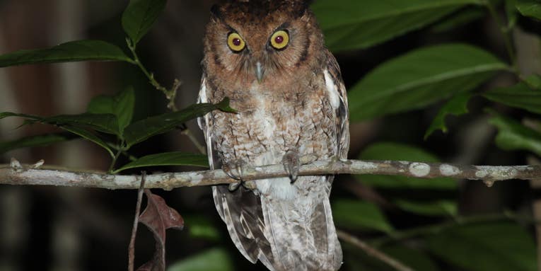 Whose hoot? DNA and sound studies help define two new owl species in Brazil.